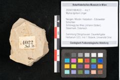 Foto (Objekt + Etikett) von Myrica lignitum Unger (NHMW-GEO-2024-0188-4022)